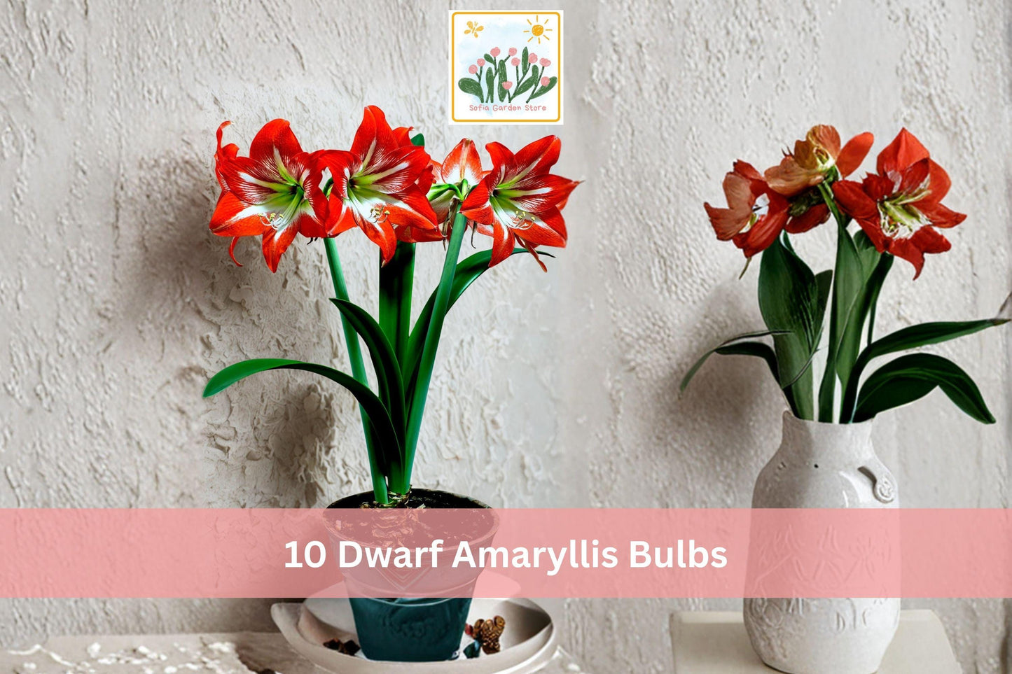 Dwarf Amaryllis Bulbs 10 Pack | Hippeastrum spp. Indoor Winter Flowering Bulbs | Bright Colorful Blooms