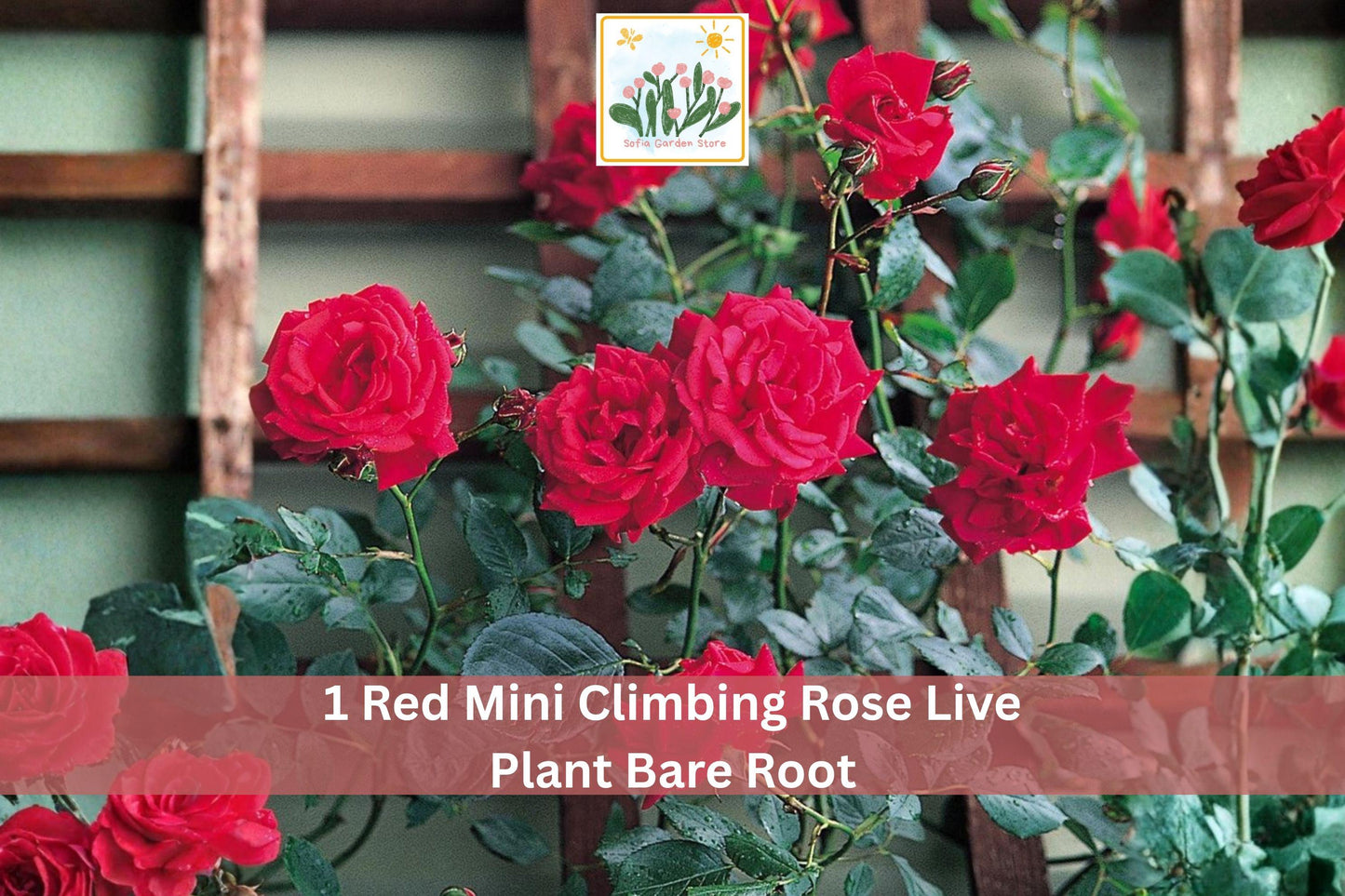 Red Mini Climbing Rose Bare Root Plant – 1-2 Ft, Vibrant Red Double Blooms, Climbing Rose, Rosa spp., Garden Vine