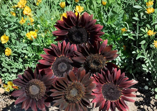 Chocolate Cherry Sunflower Seeds - Heirloom Organic Non-GMO Pollinator Flower Seeds for Garden Planting