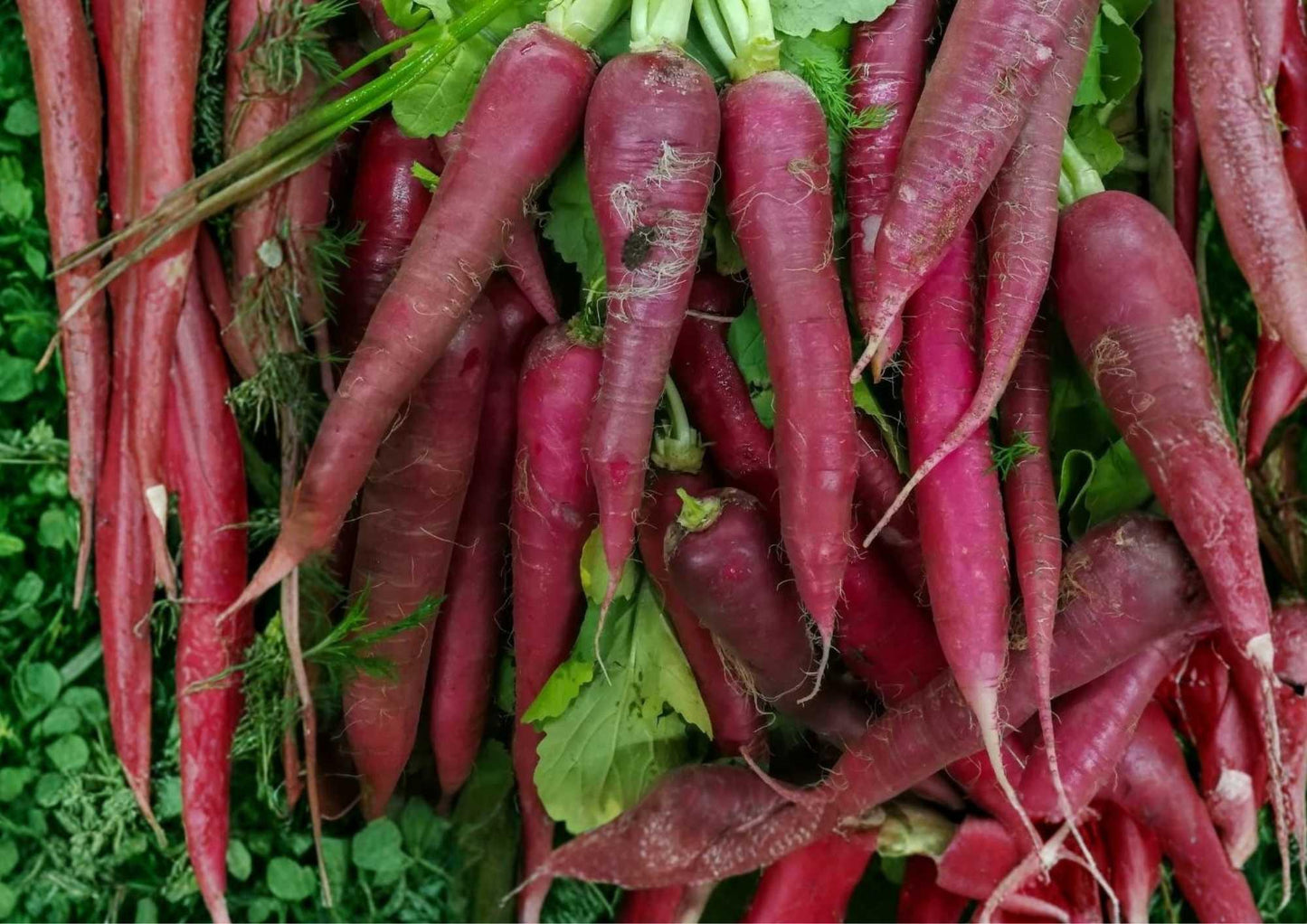 Black Nebula Carrot Seeds - Heirloom Organic Non-GMO Rare Vegetable Seeds for Garden Planting, Deep Purple Roots, Sweet Crisp Flavor