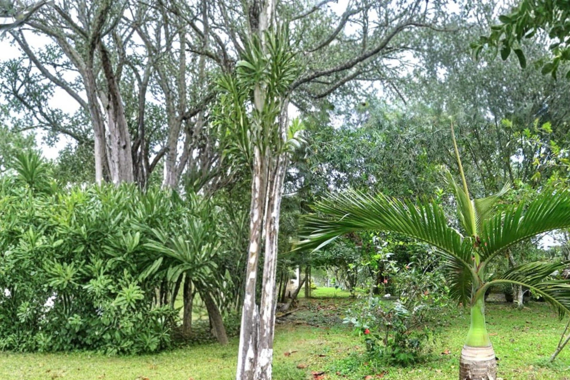 Bottle Palm Seeds – Hyophorbe lagenicaulis Tropical Ornamental Palm with Swollen Trunk & Green Fronds