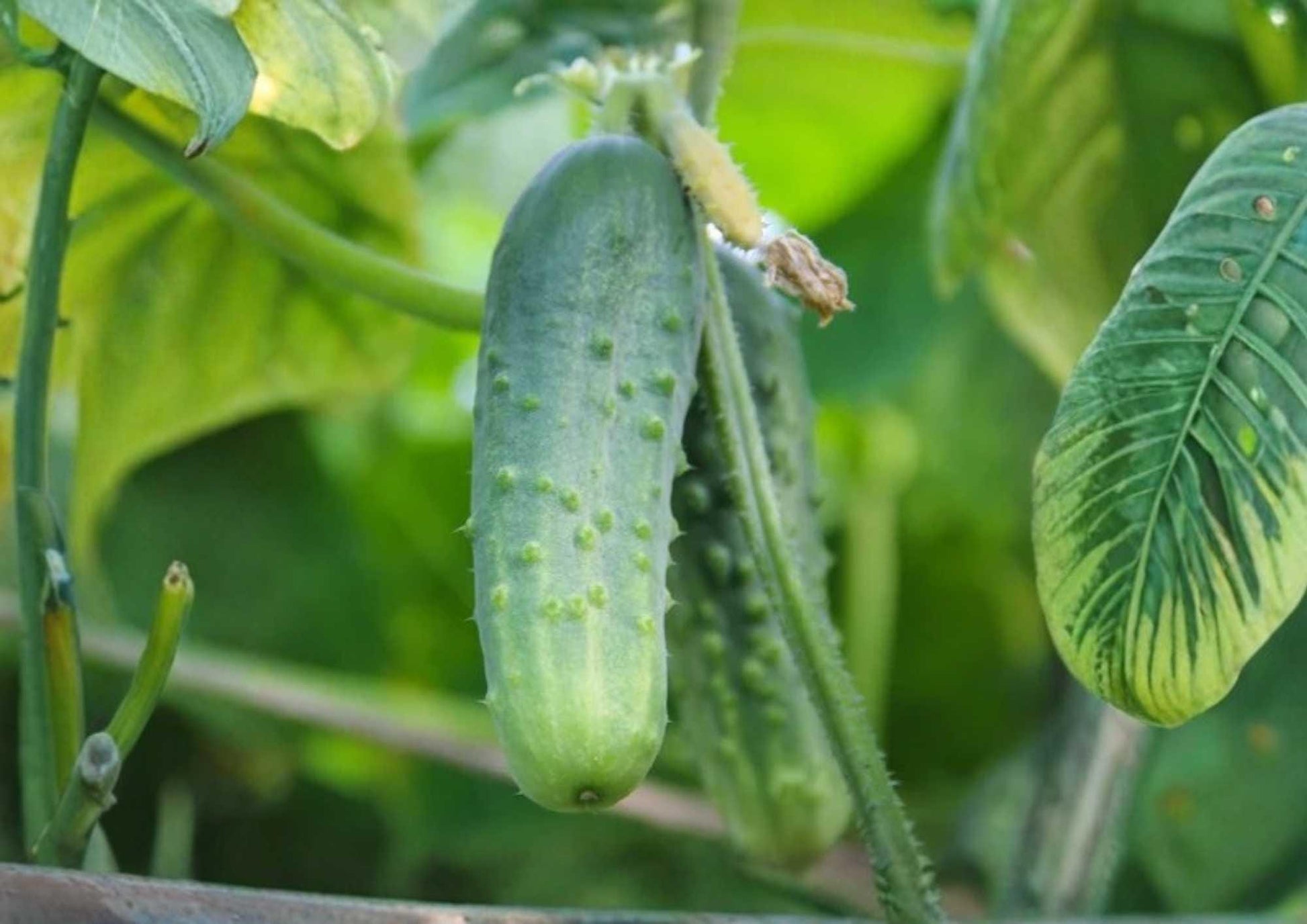 Arkansas Little Leaf Cucumber Seeds, Heirloom, Compact Vining, Green Slicing & Pickling Variety, Cucumis sativus