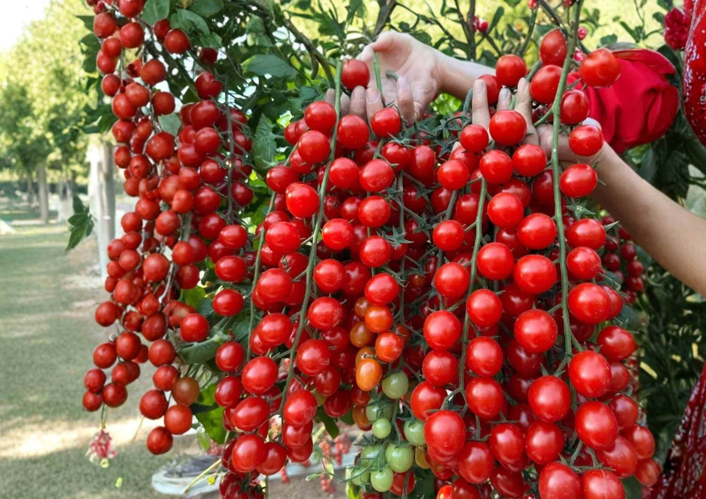 Sugar Bomb Cherry Tomato Seeds, Heirloom Non-GMO Vegetable Seeds for Garden Planting, High-Yield Red Cherry Tomato Plants