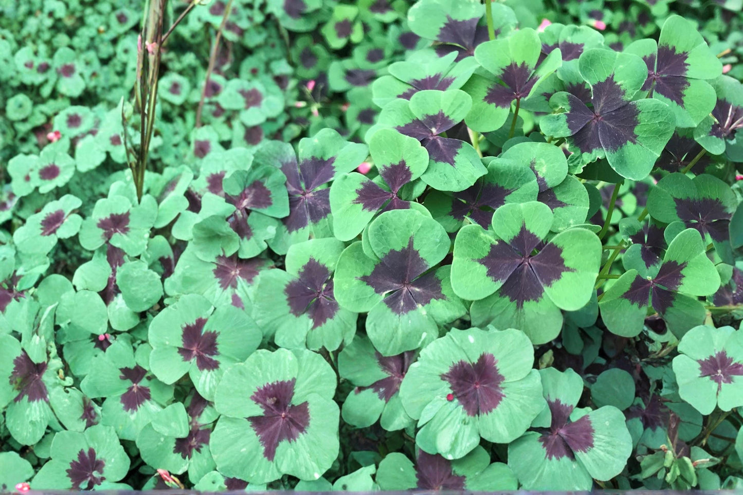 Iron Cross Shamrock Bulbs – Oxalis tetraphylla, Perennial Bulb with Four-Part Patterned Leaves and Pink Flowers