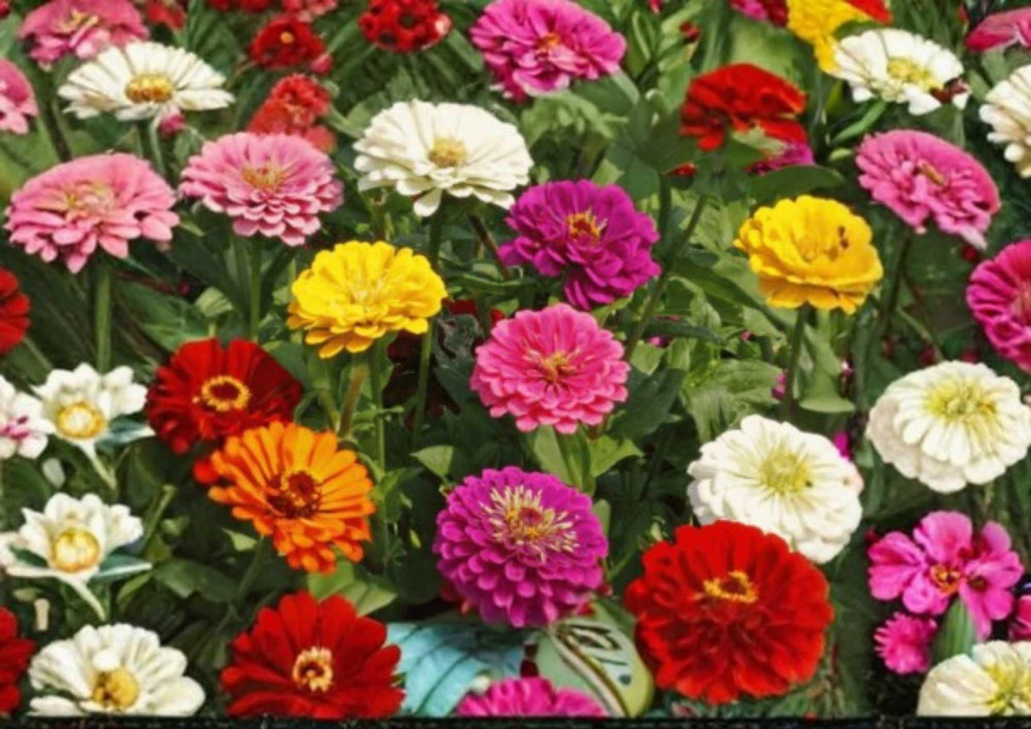 100+ Cut and Come Again Zinnia Seeds – Vibrant Mixed-Color Flower Seeds for Garden, Attracts Pollinators, Long Blooming, Easy to Grow