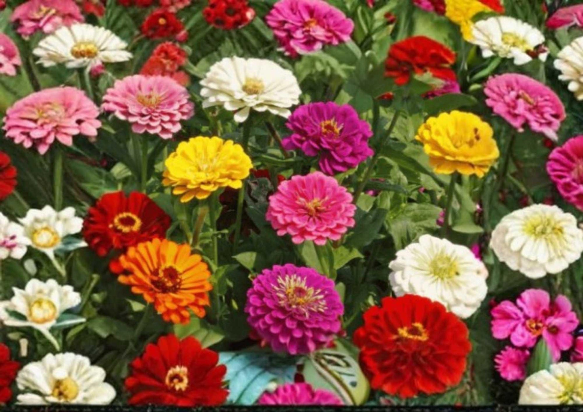 100+ Cut and Come Again Zinnia Seeds – Vibrant Mixed-Color Flower Seeds for Garden, Attracts Pollinators, Long Blooming, Easy to Grow
