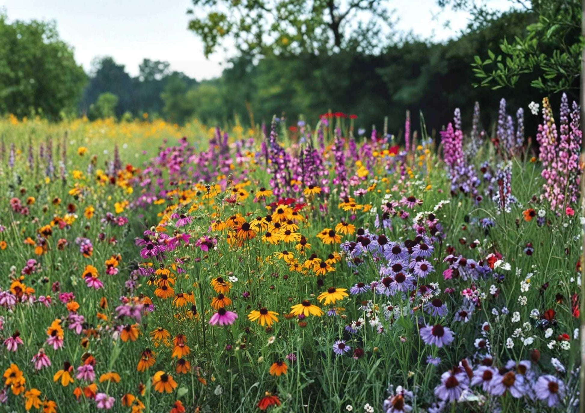 Sunflower Seed Mix Garden Seeds | Vibrant Yellow & Gold Varieties | Pollinator-Friendly, Long-Blooming, Sturdy Stems