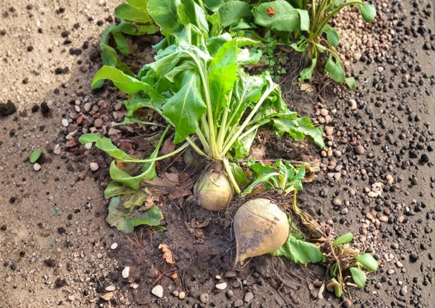 White Albino Beet Seeds – Heirloom Organic Non-GMO Vegetable Seeds for Garden Planting, Sweet Mild Roots, High Yield, 250+ Seeds
