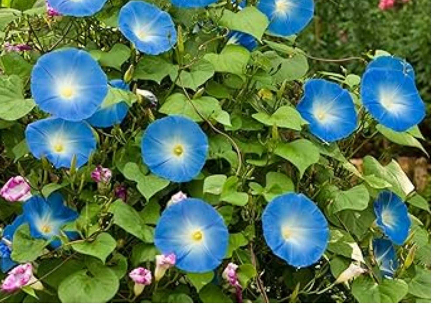 Baby Blue Eyes Wildflower Seeds, Groundcover, Drought Tolerant, Pollinator-Friendly, Eustoma grandiflorum