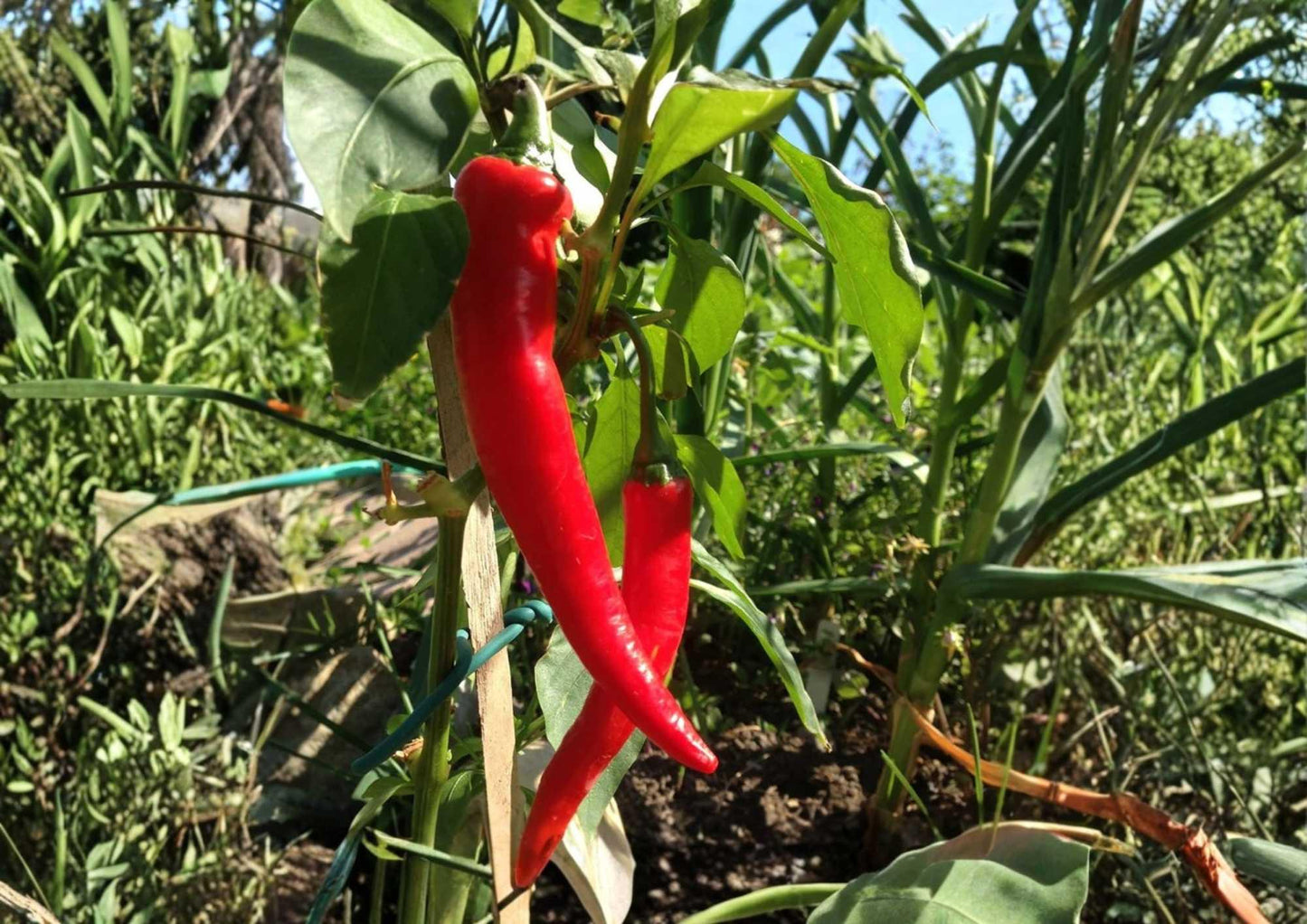 Cayenne Pepper Seeds – Heirloom Large Red Thick-Walled Hot Chili Seeds for Garden, Drying, and Cooking