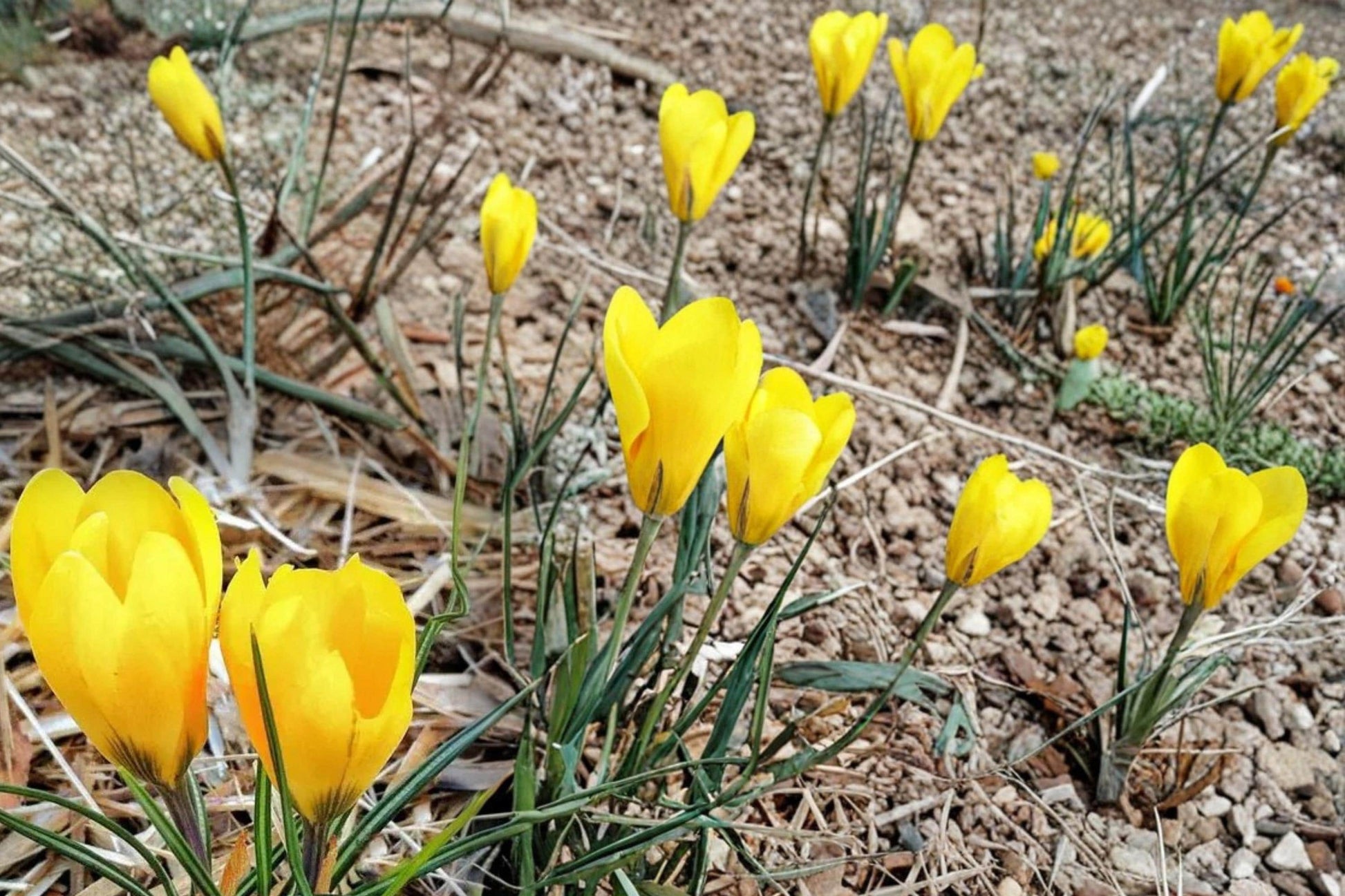 Golden Yellow Crocus Bulbs – 20 Pack, Early Spring Blooming, Perennial Flower Bulb, Crocus (Crocus)