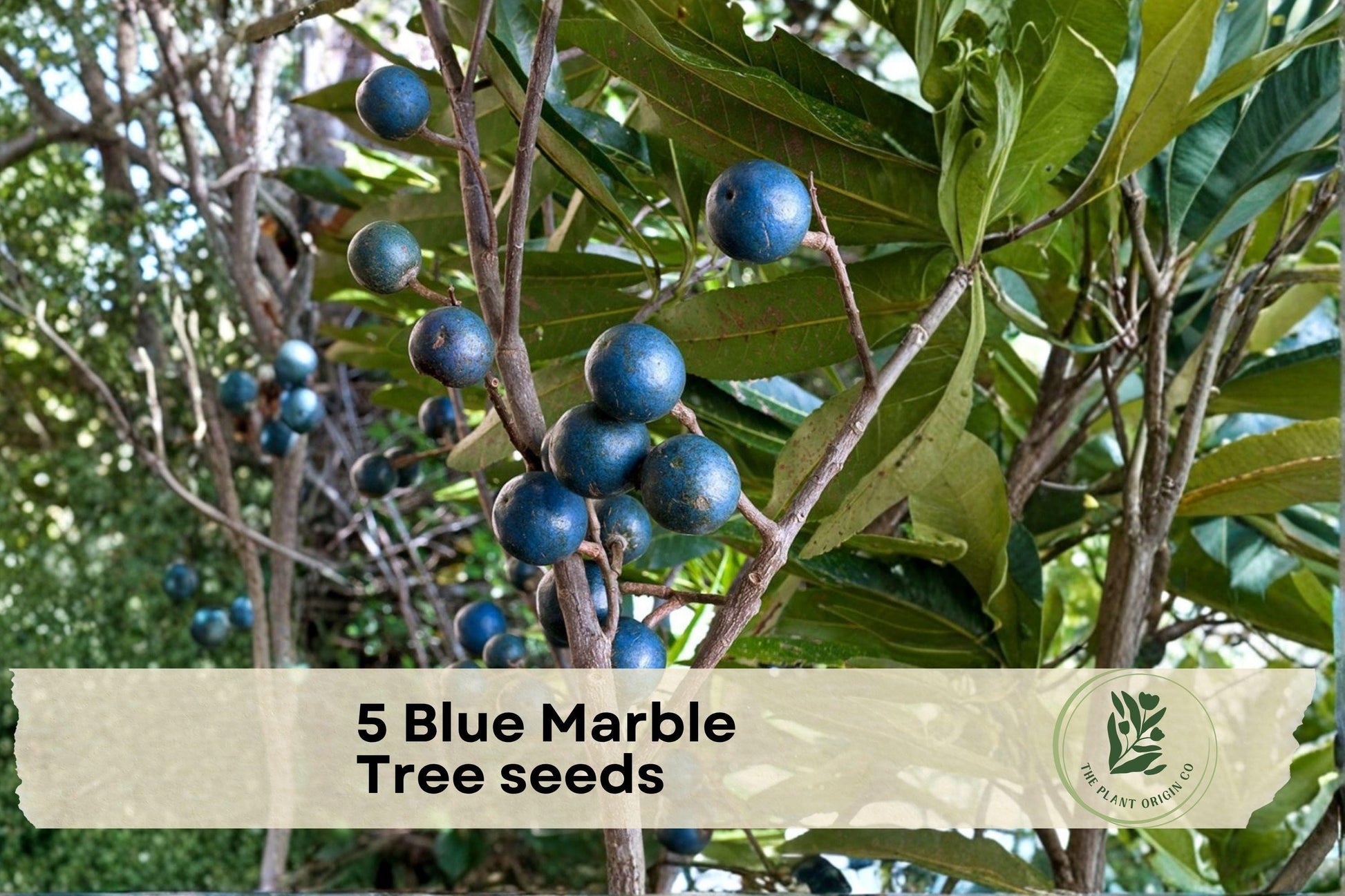 Blue Marble Tree Seeds - Elaeocarpus angustifolius Tropical Ornamental Tree for Gardens & Landscapes