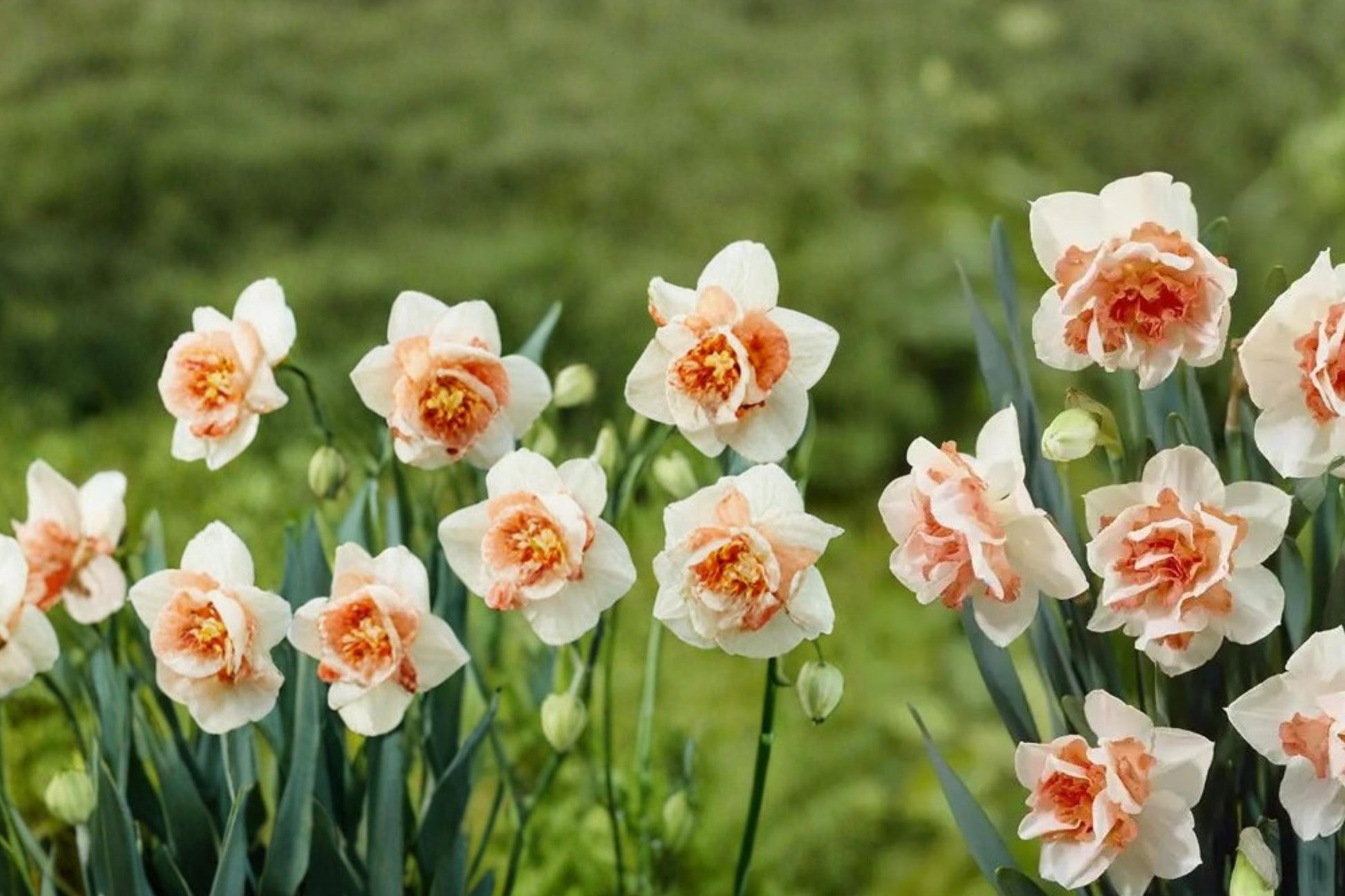 Replete Double Daffodil Bulbs – Narcissus, Layered White & Peach-Pink Spring Flower Bulbs for Garden Beds & Borders