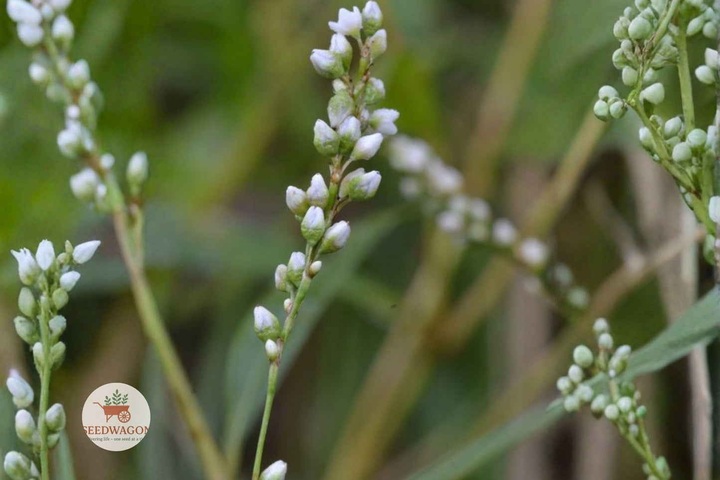 smartweed seeds, Persicaria punctata, wetland wildflower seeds, native pollinator plant, pink flower seeds, rain garden seeds, water garden plants, butterfly attractant seeds, easy grow wildflower, moist soil seeds, native wetland plant, annual wildflower seeds, bee friendly seeds