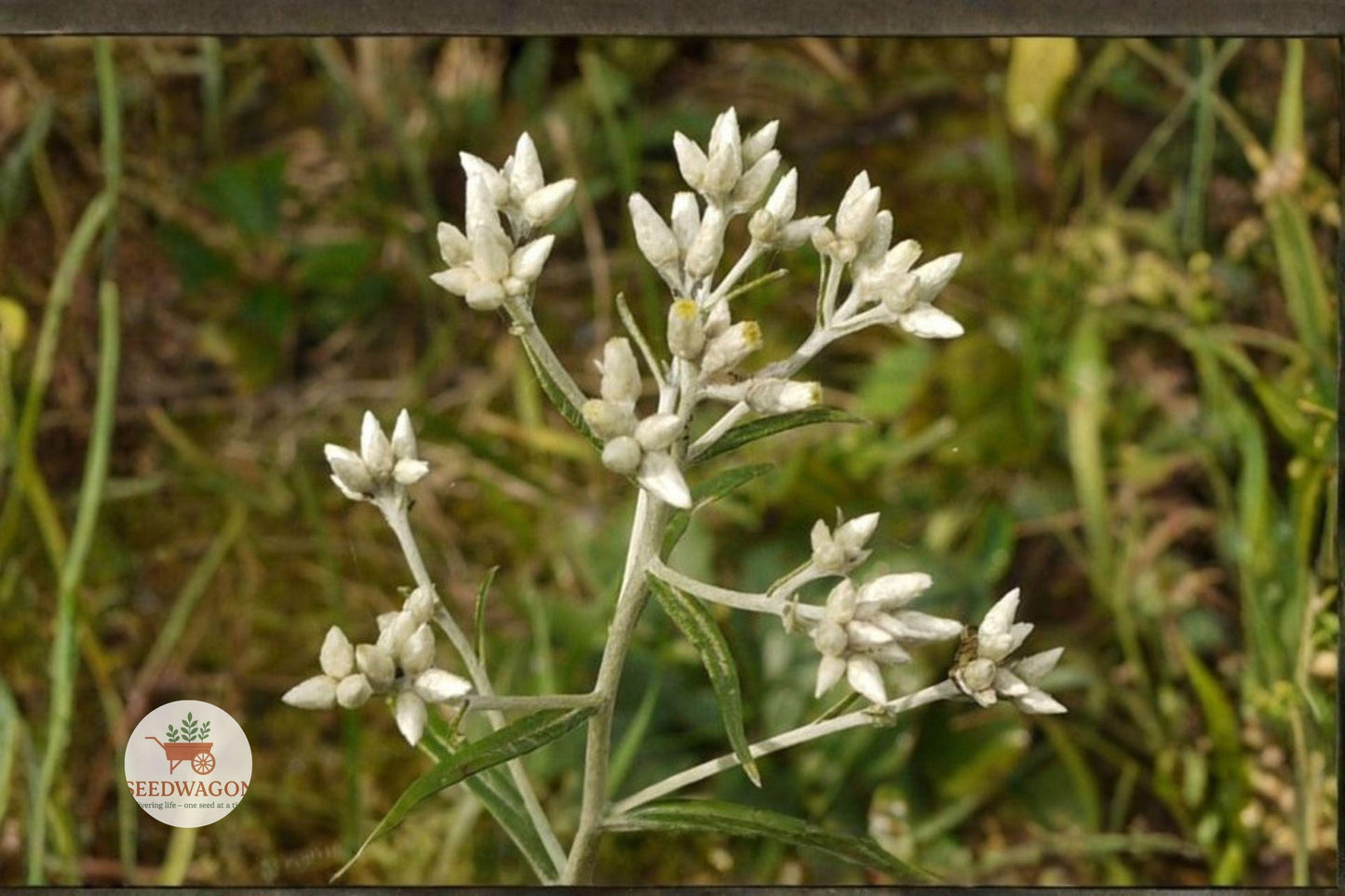 sweet everlasting seeds, native wildflower seeds, white flower seeds, dried flower craft seeds, pollinator garden seeds, annual wildflower seeds, fragrant foliage seeds, drought tolerant seeds, bee butterfly attractor, summer fall blooms, sandy soil seeds, native plant seeds, wildflower seed packet