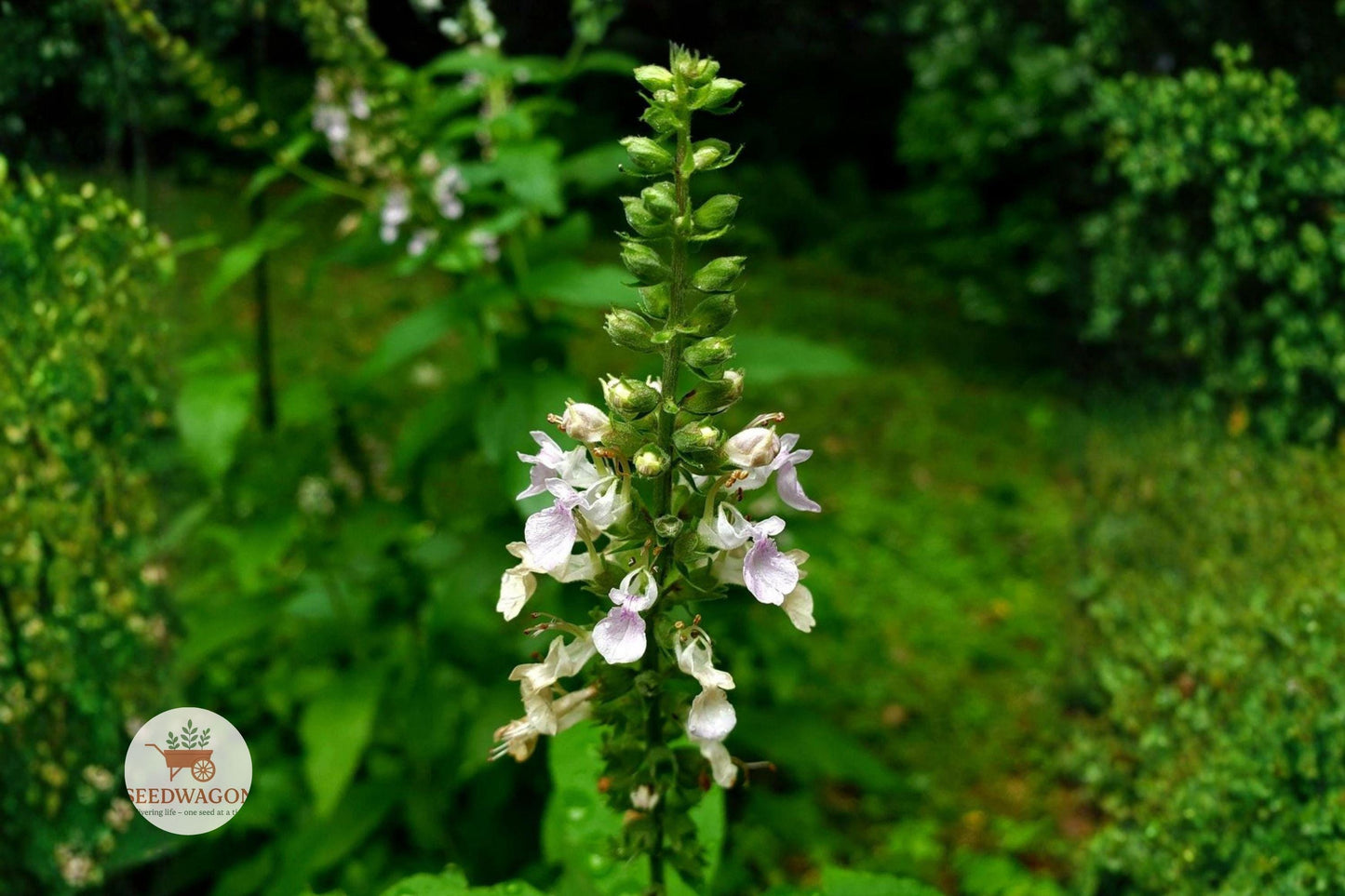 american germander seeds, wild basil seeds, native pollinator plant, lavender flower seeds, perennial wildflower seeds, moist soil plant, bee attracting seeds, butterfly garden seeds, naturalized landscape, hardy perennial seeds, summer bloom seeds, full sun plant seeds, low maintenance seeds