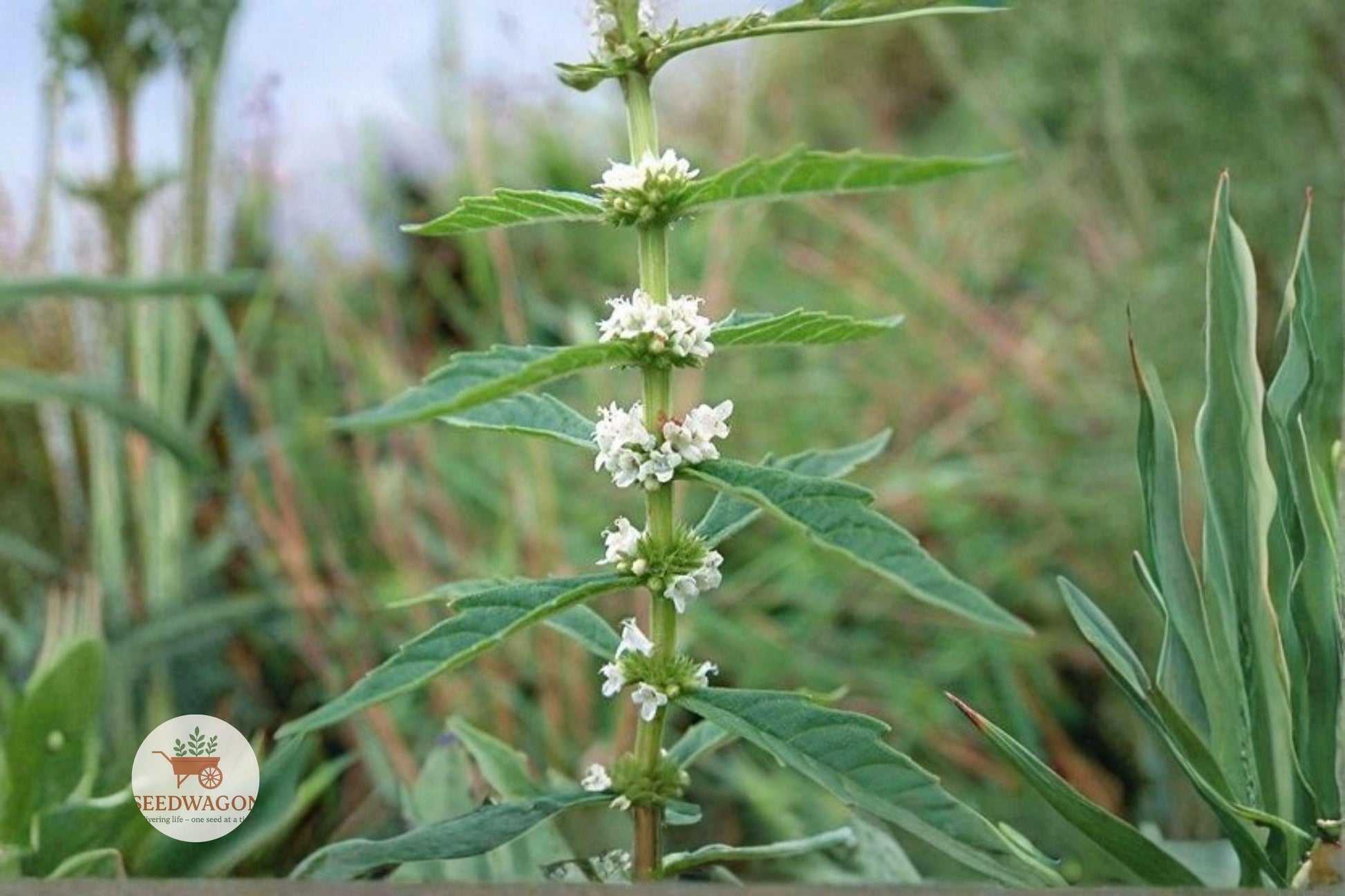 bugleweed seeds, native wetland plant, pollinator attracting seeds, water horehound seeds, moisture-loving perennial, pond edge plant seeds, rain garden seeds, white flowering seeds, low maintenance wildflower, ecological landscaping seeds, bee friendly seeds, wet soil plant seeds, native pollinator plant