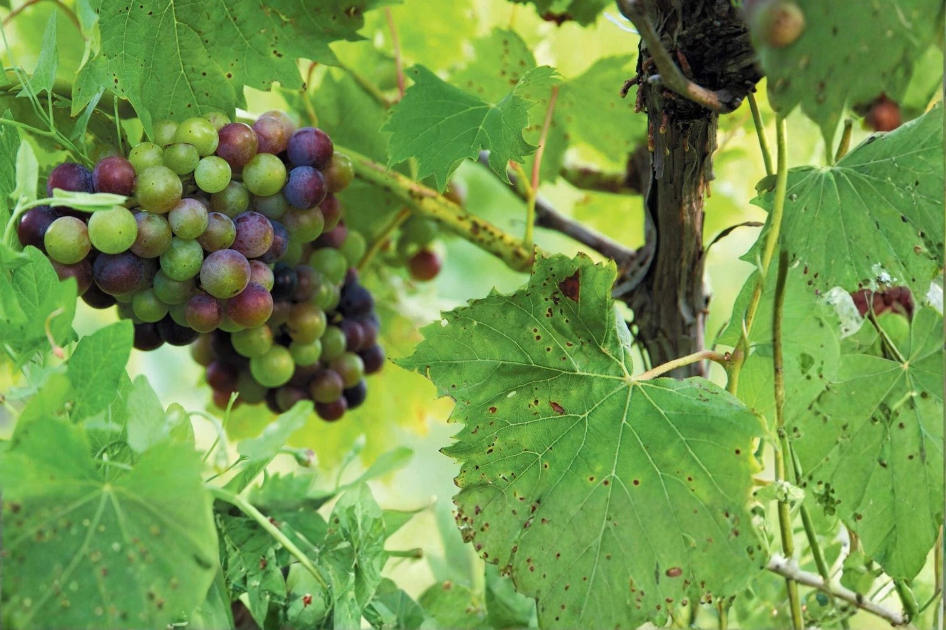 Chambourcin Live Wine Grape Vine Plant 1-2 Year Old Vitis vinifera for Garden, Vineyard, or Trellis