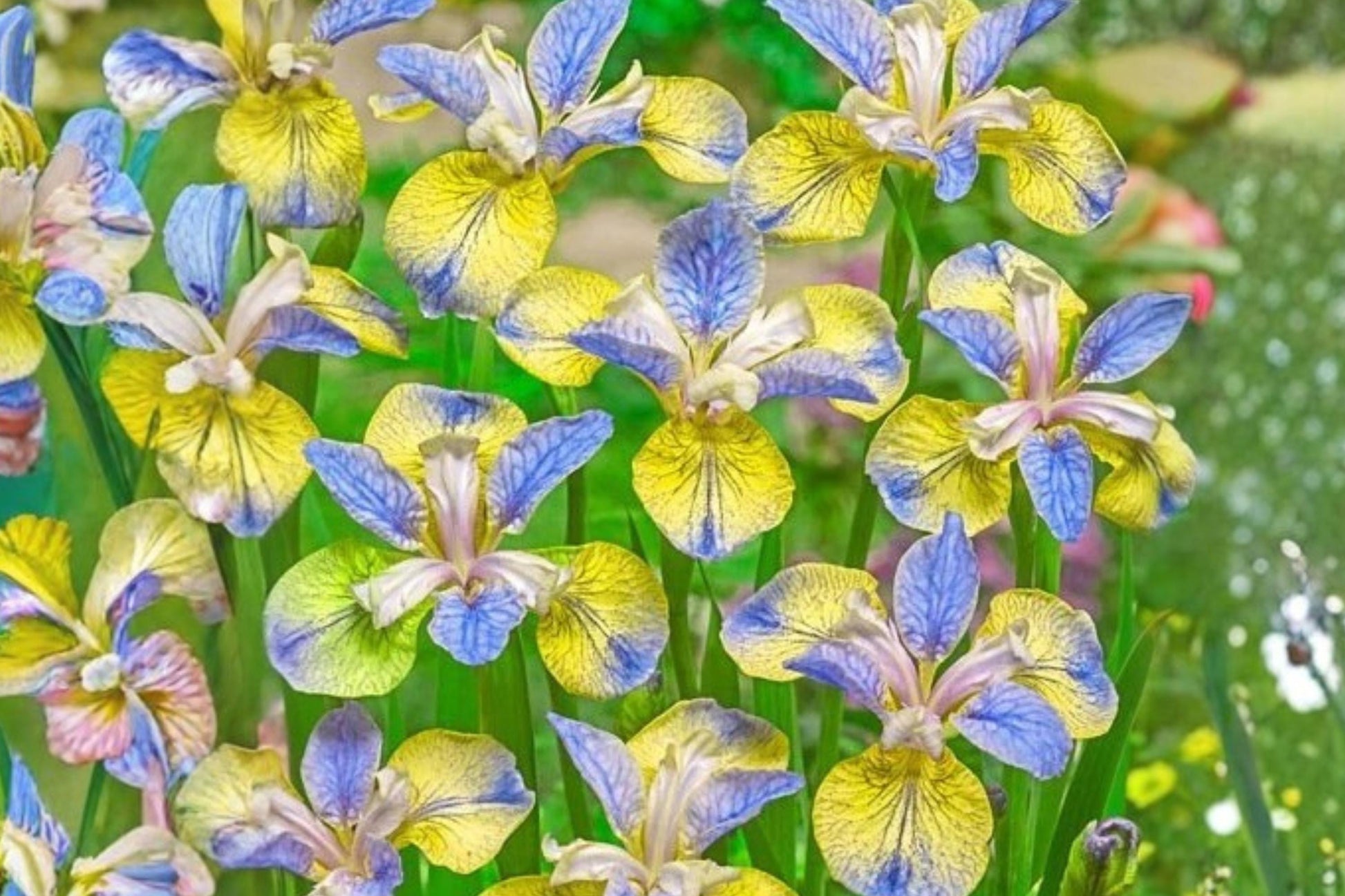 Siberian Iris Bare Root Bulb - Tipped in Blue - Iris sibirica Rhizome - Perennial Flower for Borders and Water Gardens