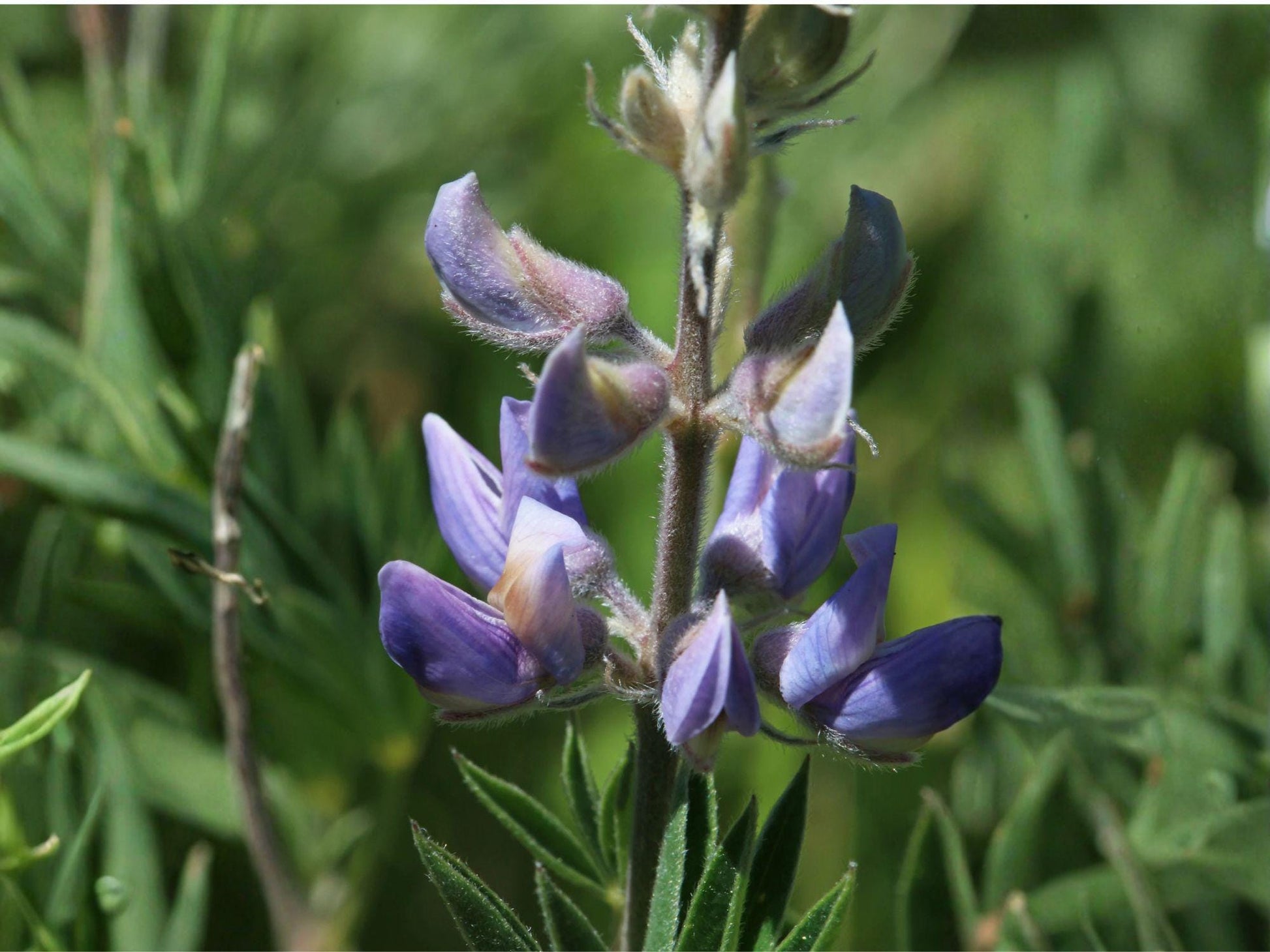 Riverbank Lupine Seeds | Lupinus rivularis Flowering Plant | Purple to Blue Blooms | Perennial Garden Flower Seeds