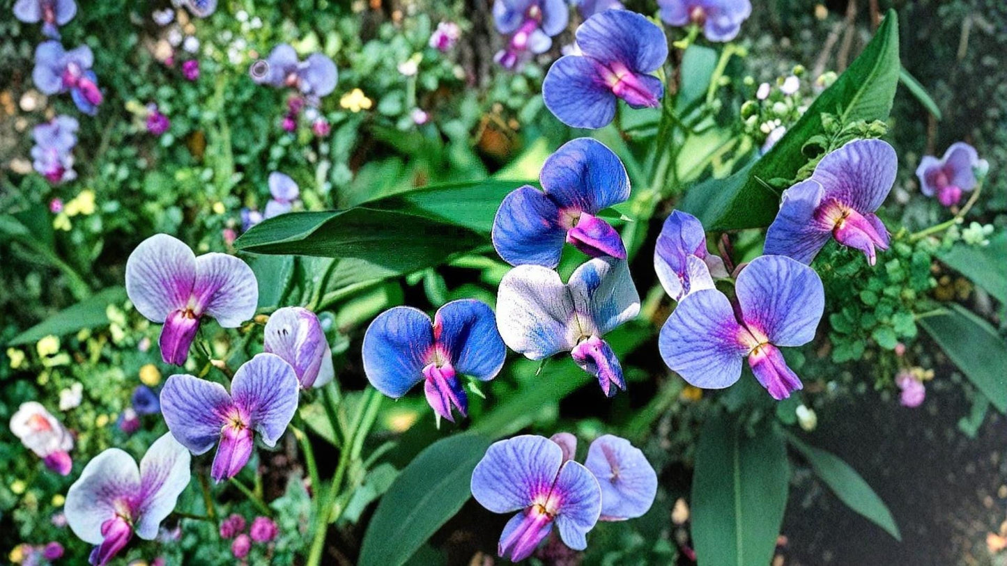 Blue Sweet Pea Seeds – Lathyrus sativus, Vining Ornamental Flower, Blue with Pink Tones, Garden Climber & Ground Cover