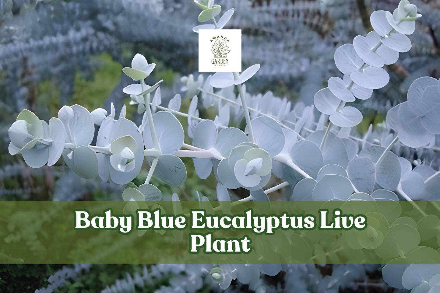 Baby Blue Eucalyptus Live Plant Starter Plug | Silver Blue Foliage, Ornamental Container Plant, Eucalyptus pulverulenta