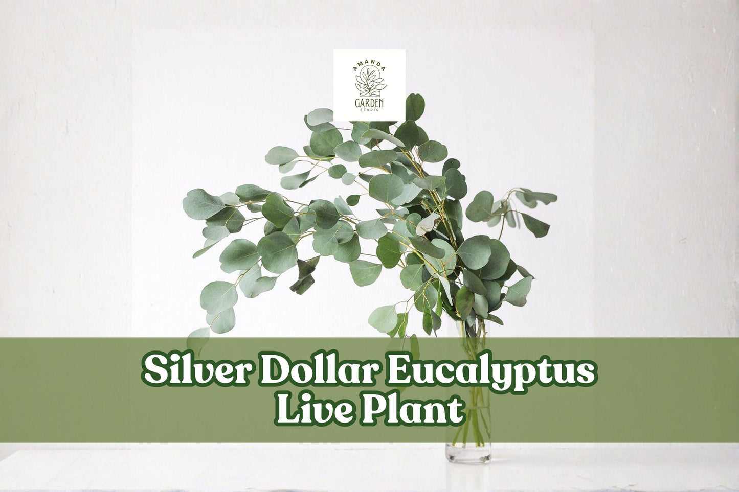 Silver Dollar Eucalyptus Live Plant Starter Plug | Eucalyptus cinerea Foliage for Containers & Gardens