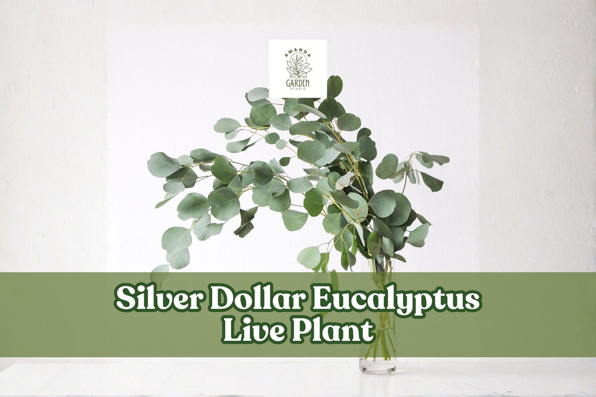 Silver Dollar Eucalyptus Live Plant Starter Plug | Eucalyptus cinerea Foliage for Containers & Gardens