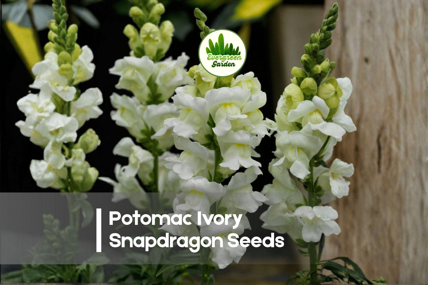 Potomac Ivory Snapdragon Seeds - Antirrhinum majus, Ivory Flowers, Cut-Flower, Annual, Tall Upright Growth, Garden & Floral Arrangement