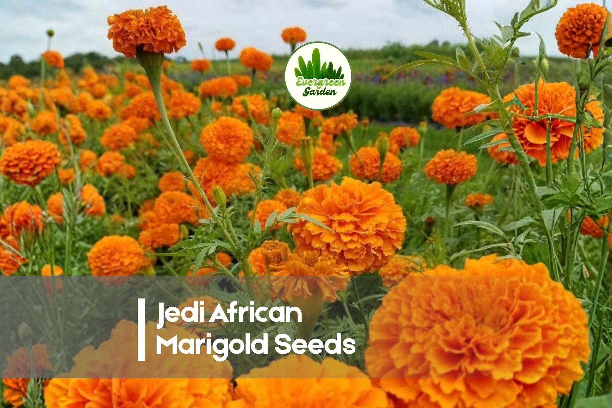 25 Jedi African Marigold Seeds, Tagetes erecta, Bright Golden Yellow, Full Sun, Annual for Borders, Beds & Containers