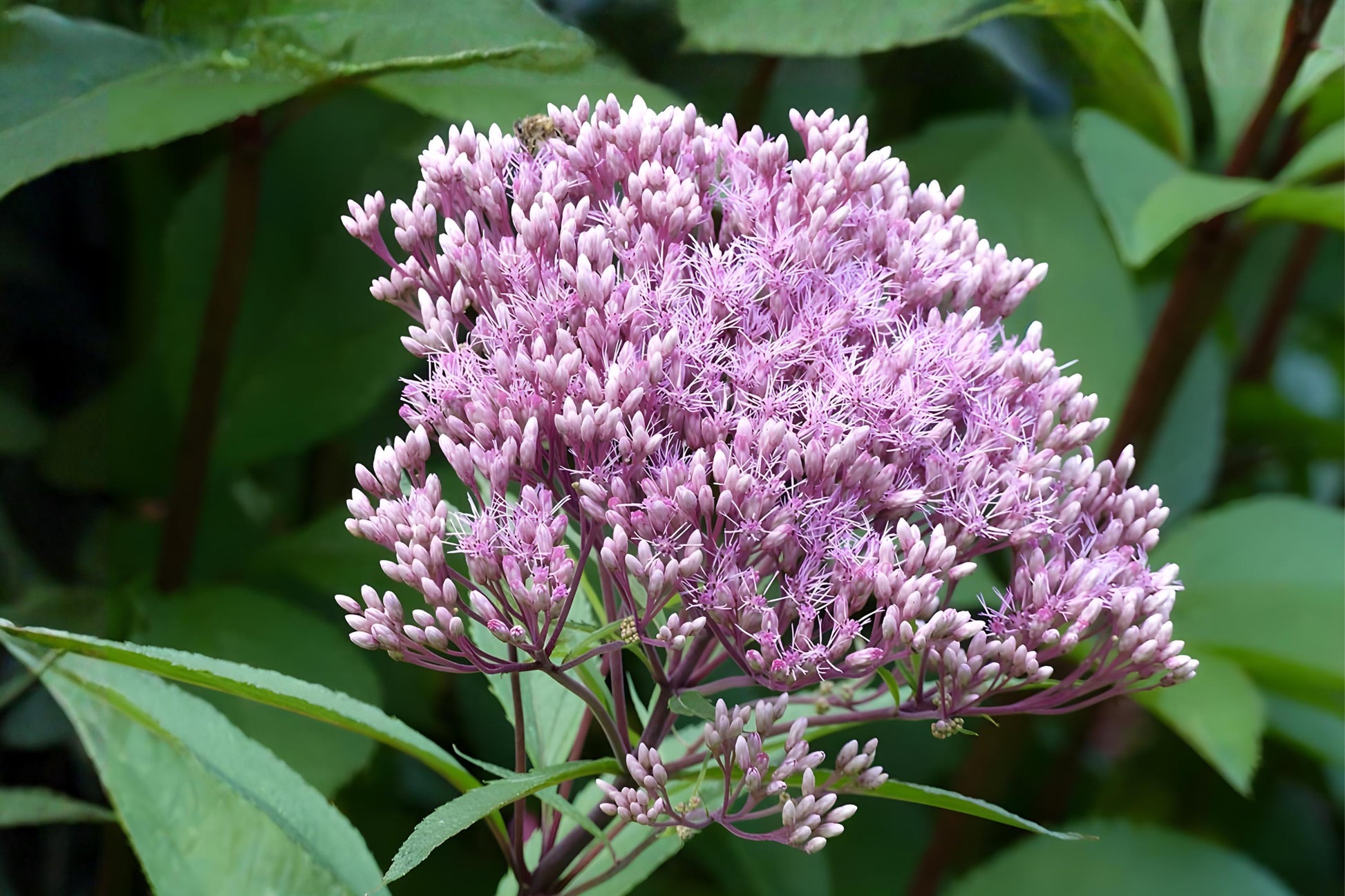 Joe Pye Weed Seeds 100 Eutrochium fistulosum Native Wildflower for Pollinators & Butterfly Gardens