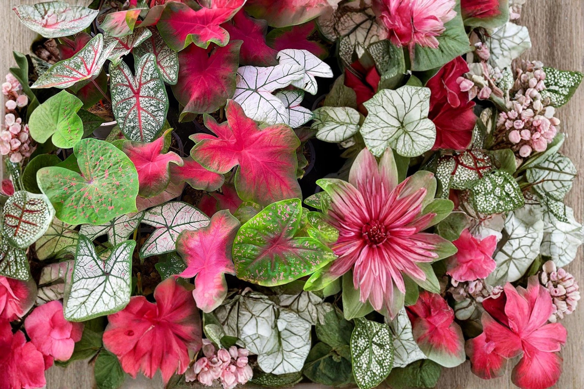 Mixed Caladium Bulbs – Tropical Foliage Plant for Shade Gardens, Containers, 10 Bulbs