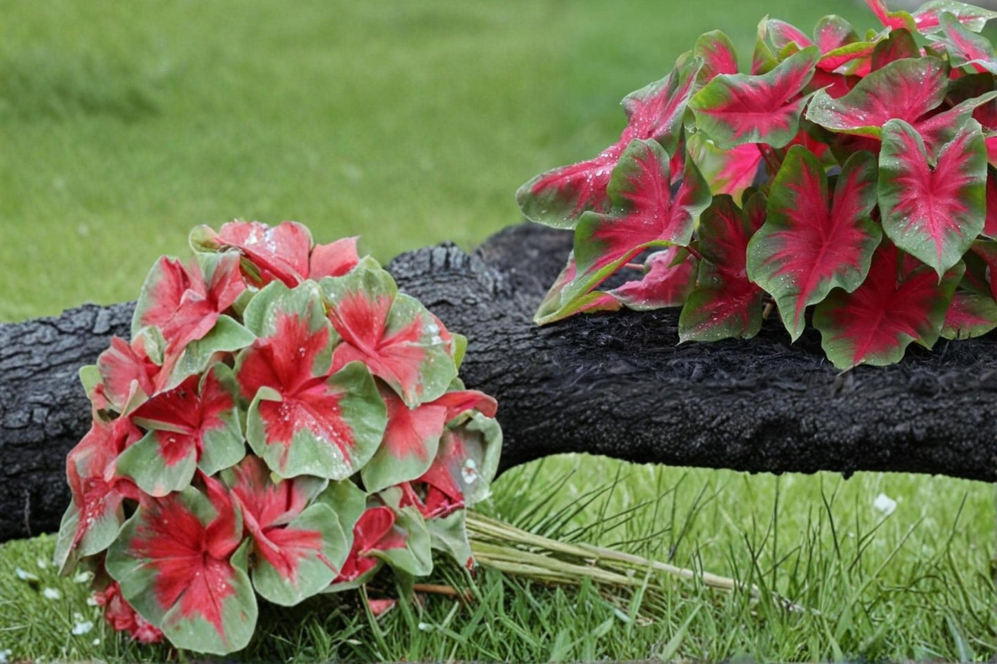 Florida Cardinal Caladium Bulbs – 6 Pack, Tropical Foliage, Red and Green Leaves, Shade Garden, Container Planting, Caladium