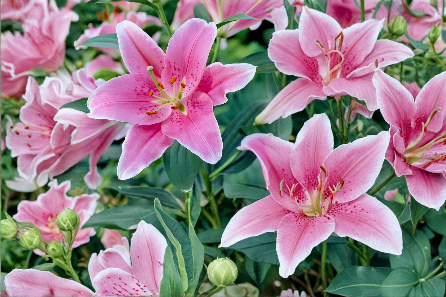 Sorbonne Oriental Lily Bulbs – Pink & White Fragrant Lilium Perennial Garden Bulbs, 3 Pack
