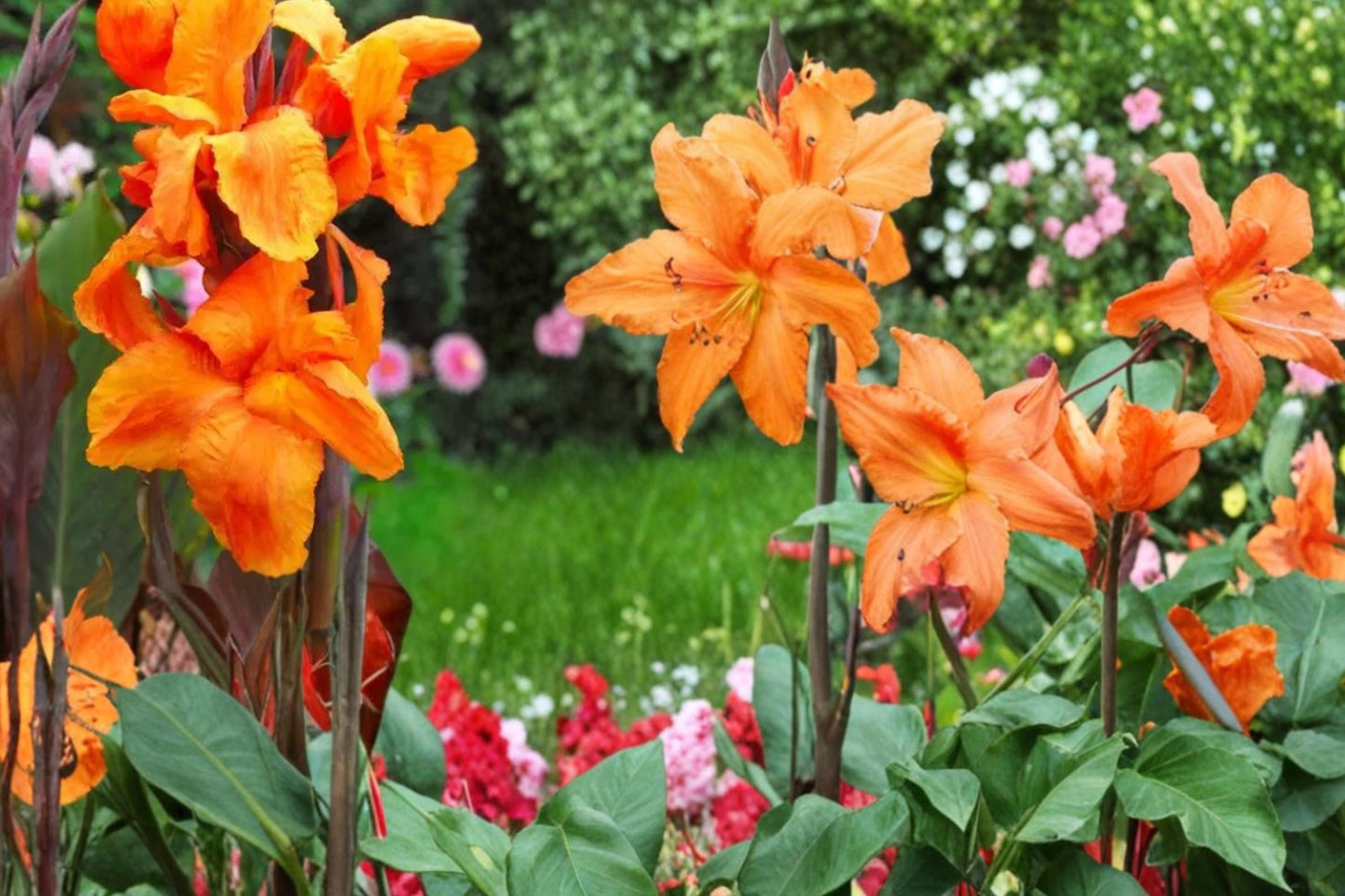 Wyoming Canna Lily Bulbs – Tropical-Style Perennial with Dark Foliage and Bright Orange-Red Flowers, Canna spp.