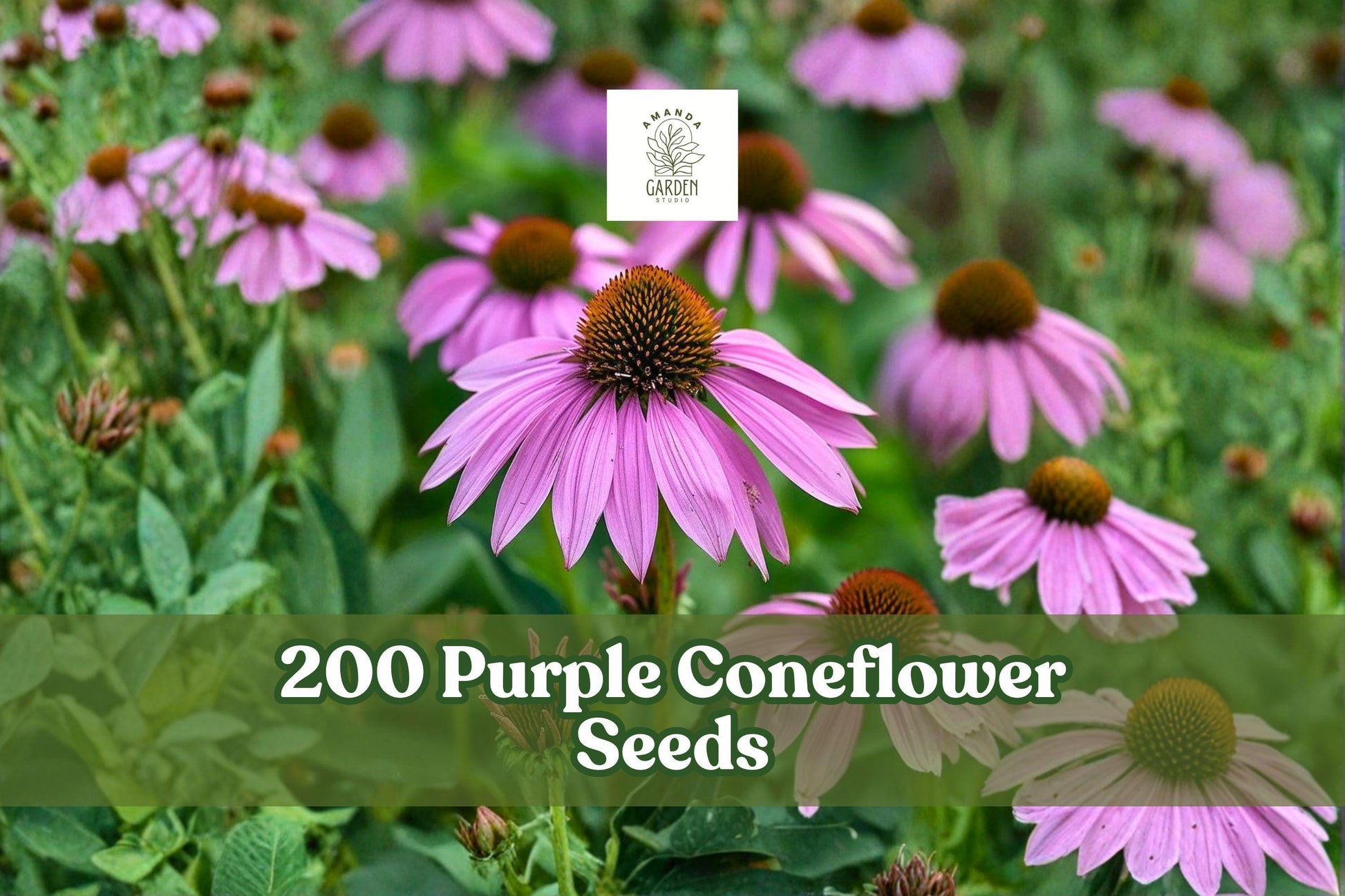 Purple Coneflower Seeds – Echinacea Perennial Wildflower for Garden Beds & Borders, Native Purple Flower Seed Pack