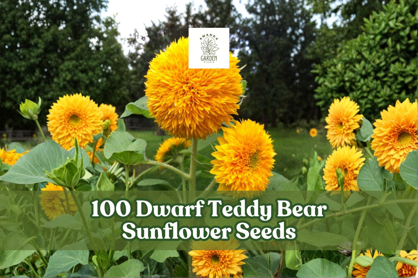 Dwarf Teddy Bear Sunflower Seeds, Helianthus annuus, Double Bloom, Bright Yellow, Compact Annual Flower for Garden & Containers