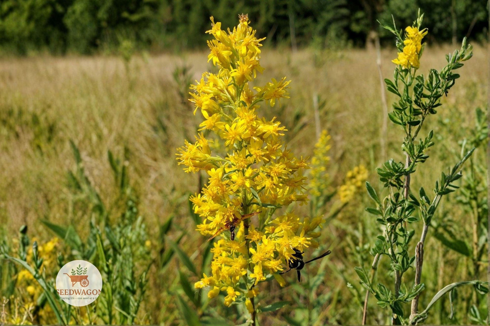 goldenrod seeds, native prairie flowers, pollinator garden plants, wildflower seeds, drought tolerant plants, bee attracting flowers, butterfly garden plants, perennial wildflowers, yellow flower seeds, meadow planting seeds, native plant seeds, late season blooms, prairie garden flowers