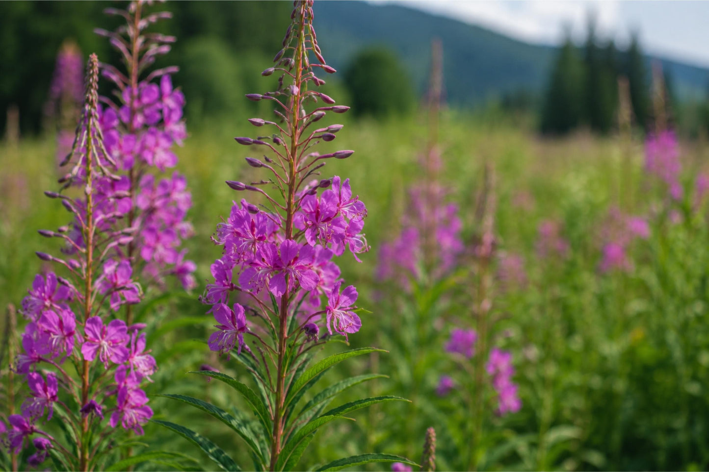 Fireweed Seeds 500 Chamaenerion angustifolium Native Wildflower for Pollinators & Meadows
