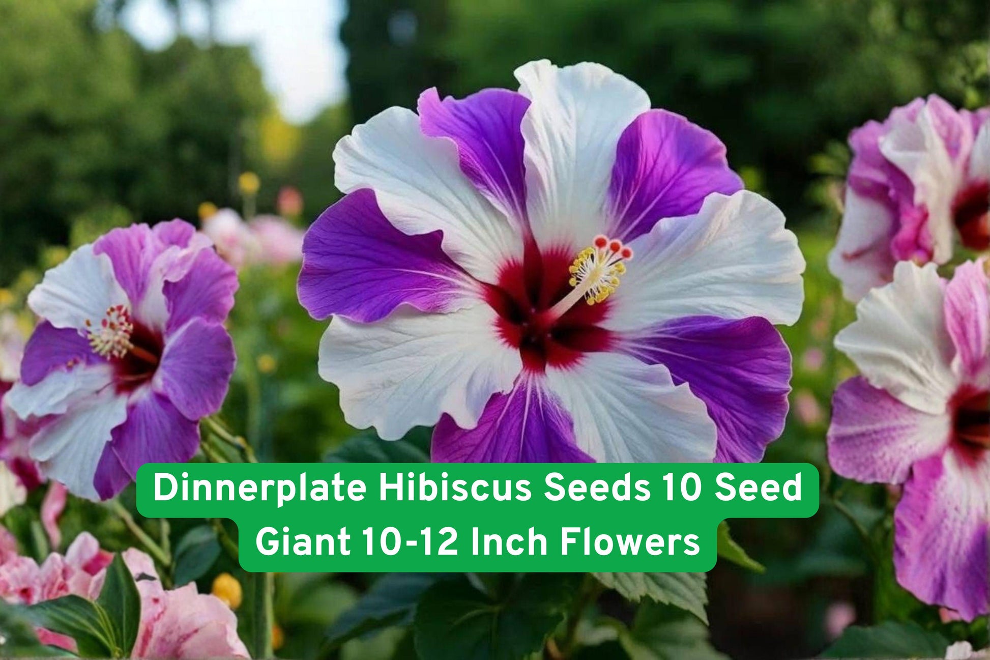 hibiscus seeds, dinnerplate hibiscus, giant flower seeds, tropical plant seeds, perennial flowering plant, blue hibiscus, purple hibiscus, pink hibiscus, white hibiscus, landscape flowers, pollinator garden, large bloom seeds, exotic garden plant