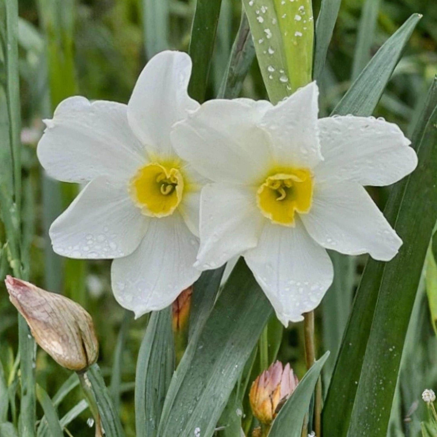 Twin Sister Daffodil Bulbs 15 Pack, Narcissus Yellow White Flowers, Spring Garden Bulbs, Heirloom Narcissus, Naturalizing Bulbs