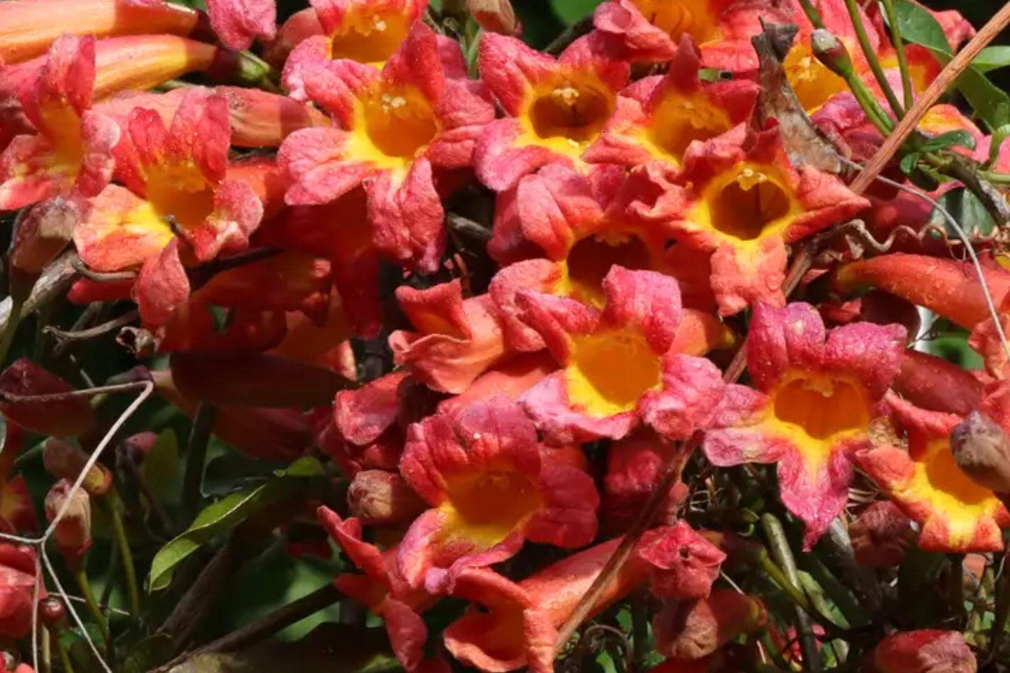 Golden Crossvine Bare Root Vine – Bignonia capreolata – Perennial Climbing Plant with Golden Orange Flowers