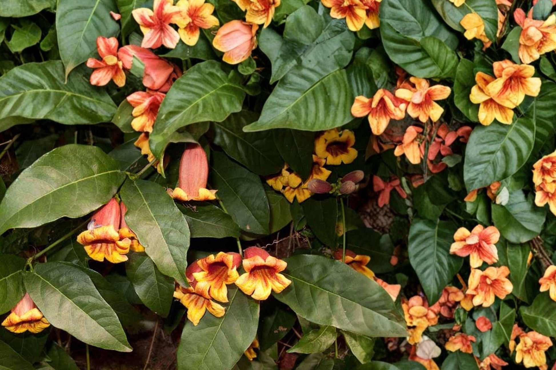 Golden Crossvine Bare Root Plant – Bignonia capreolata, Climbing Vine with Golden Orange Flowers