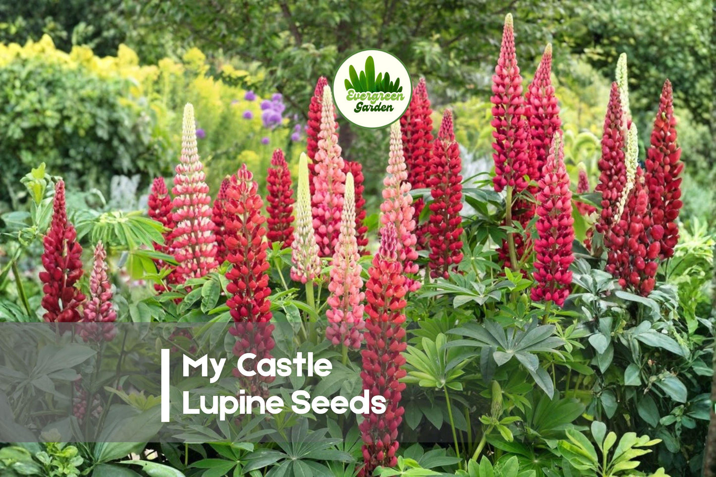 25 My Castle Lupine Seeds - Deep Red Perennial Flower Seeds for Borders & Pollinator Gardens, Lupinus polyphyllus