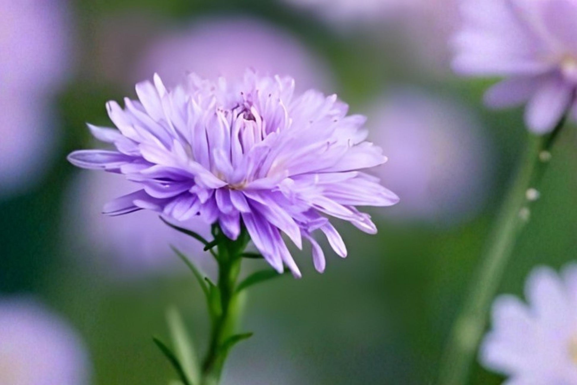 New York Aster Seeds (100) – Purple Symphyotrichum novi-belgii Wildflower for Pollinator Gardens & Borders
