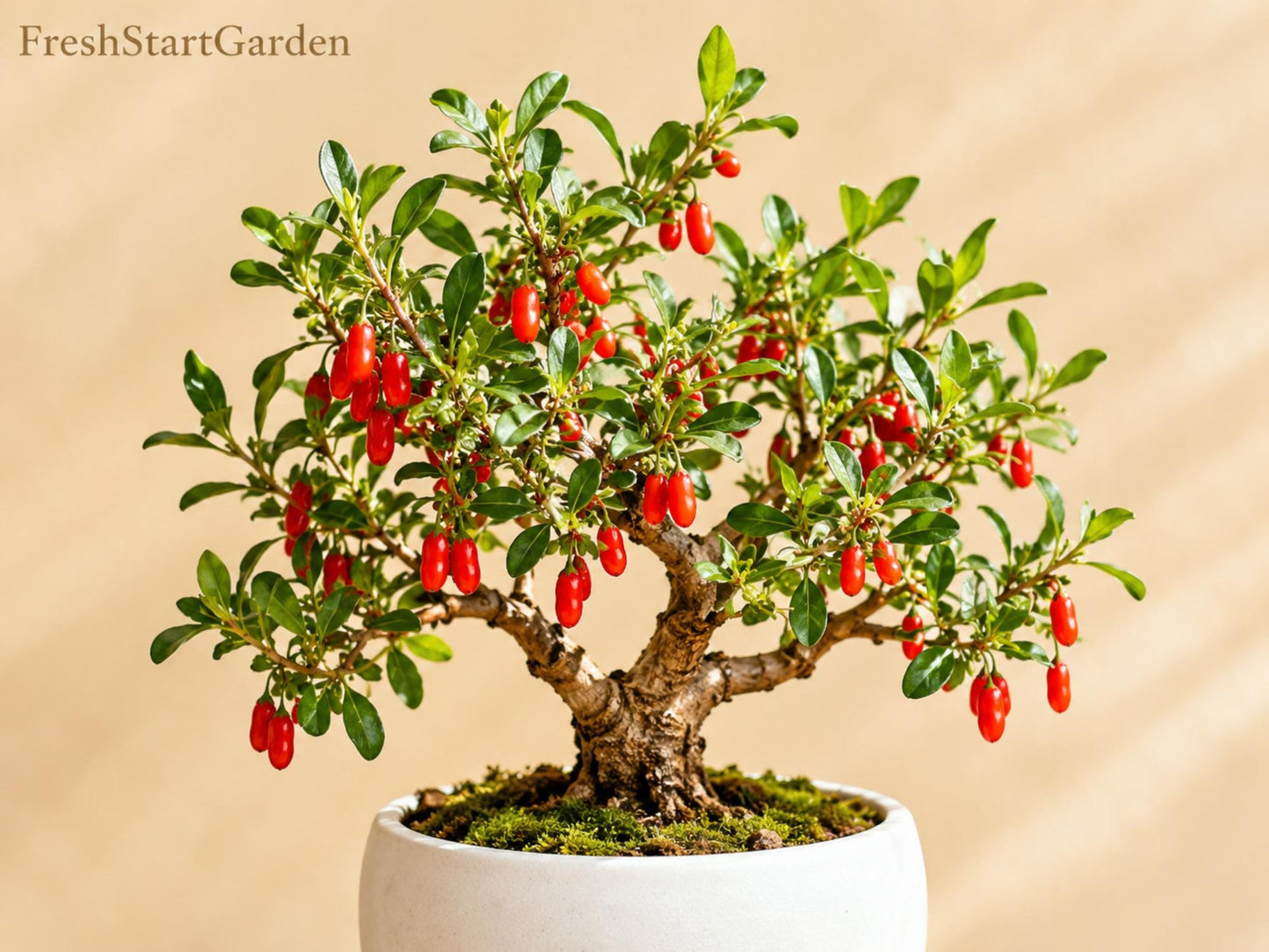 Goji Berry Plants Bare Root Lycium barbarum Edible Shrub for Garden, Fruit, Landscape, 2 Pack