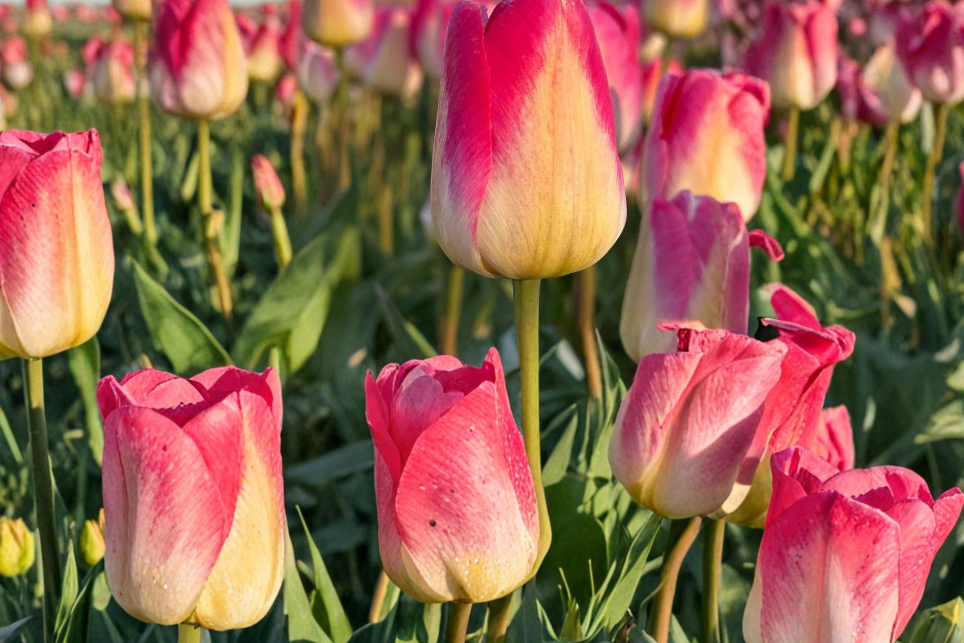 Tom Pouce Tulip Bulbs – Pink and Apricot Spring Flowering Perennial Tulipa Bulbs for Garden Beds & Containers