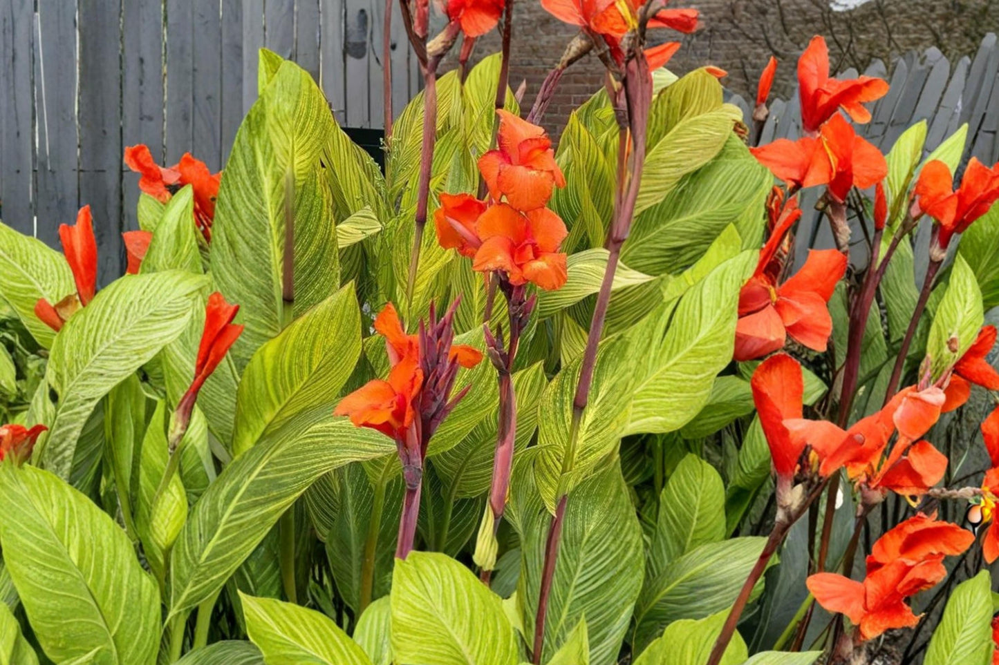 Pretoria Canna Lily Bulbs – Orange Flowers & Variegated Foliage – Canna Scientific Name