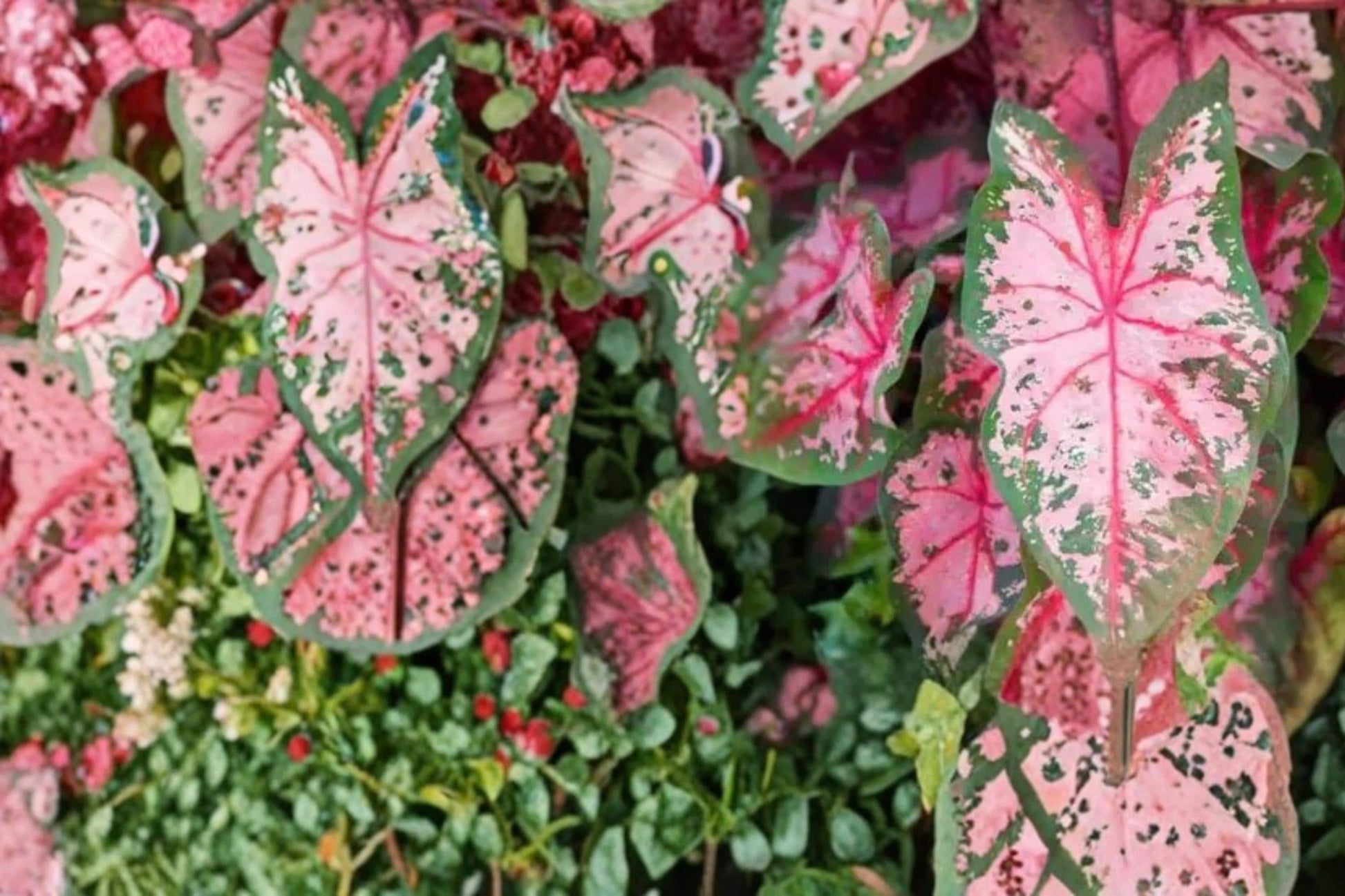 Carolyn Whorton Caladium Bulbs – Caladium bicolor – Pink and Green Foliage, Shade Garden, Tropical Bulb for Containers & Borders