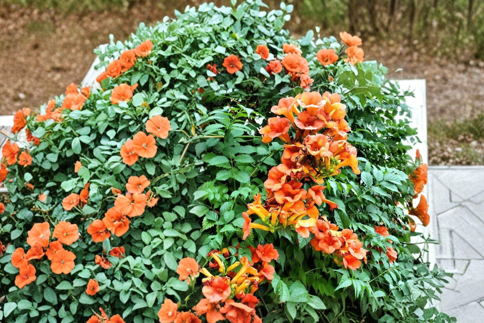 Campsis radicans Flame Trumpet Vine Bare Root Plant – Orange-Red Flowering Climber for Garden and Landscape